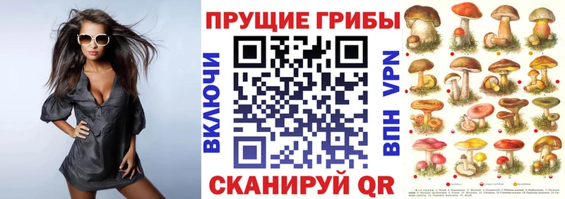 закладка мега зеркало Псилоцибиновые грибы мицелий Власиха